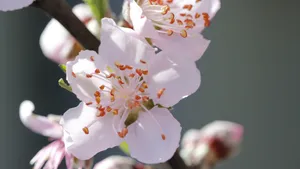唯美桃花图片大全_2