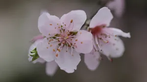 唯美桃花图片大全_3