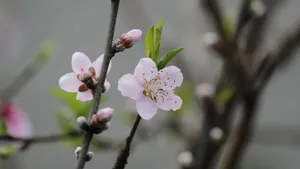 唯美桃花图片大全_4