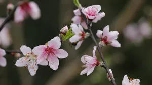唯美桃花图片大全_6
