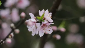 唯美桃花图片大全_7