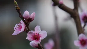 唯美桃花图片大全_8