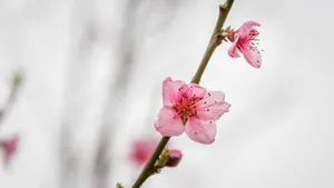 唯美桃花图片大全_9