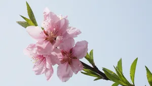 唯美桃花图片大全_10