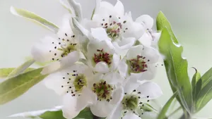 雪白的梨花图片大图_6