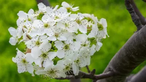 雪白的梨花图片大图_11