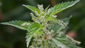 植物荨麻图片_2