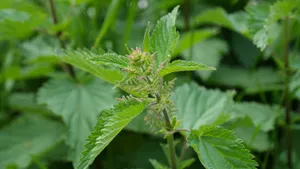 植物荨麻图片_3