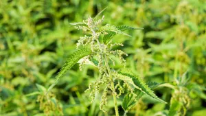 植物荨麻图片_7