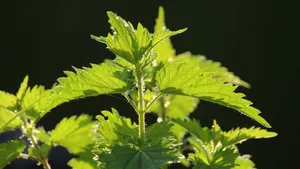植物荨麻图片_8