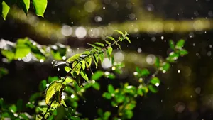 植物荨麻图片_9