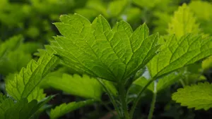 植物荨麻图片_11