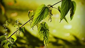 植物荨麻图片_14