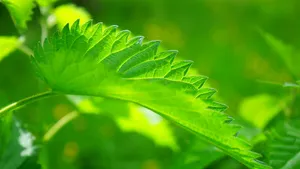 植物荨麻图片_16