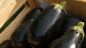 紫色茄子图片大全_2