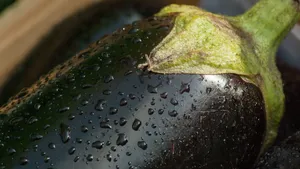 紫色茄子图片大全_12