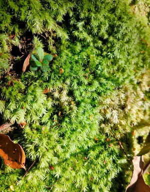 SHE合体登山灿笑阳光美照图片_1