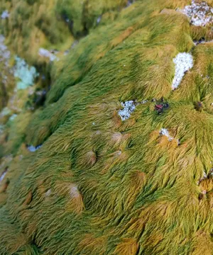 SHE合体登山灿笑阳光美照图片_7