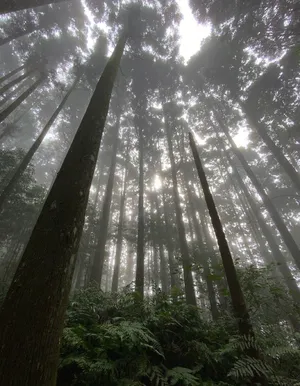 SHE三人合体相约登山美照图片