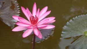 红莲花图片高清大图_2