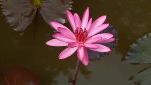 红莲花图片高清大图_3