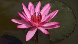 红莲花图片高清大图_4