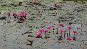 红莲花图片高清大图_5