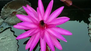 红莲花图片高清大图_6