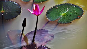 红莲花图片高清大图_10
