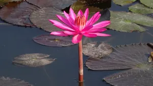 红莲花图片高清大图_12