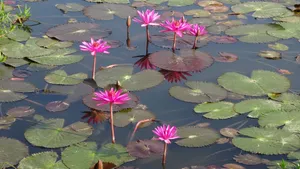 红莲花图片高清大图_13
