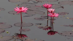 红莲花图片高清大图_15