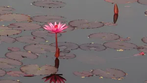 红莲花图片高清大图_16