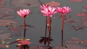 红莲花图片高清大图_17