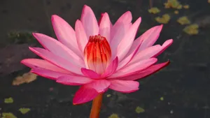红莲花图片高清大图_18