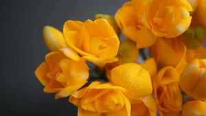 小苍兰图片大全_4