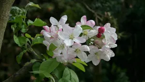 海棠花图片大全大图_4