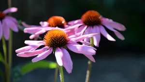 松果菊图片大全_7