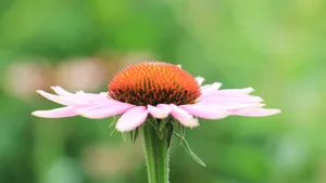 松果菊图片大全_11