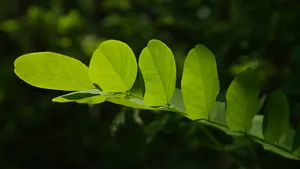 槐树叶图片_14