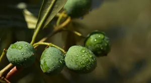 橄榄树上的橄榄树图片_10
