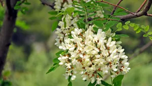 高清槐花图片_2