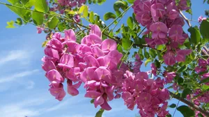 高清槐花图片_6