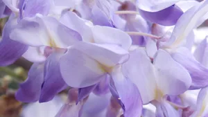 高清槐花图片_7