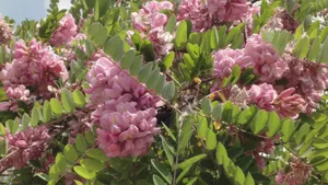 高清槐花图片_8
