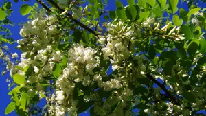 高清槐花图片_12
