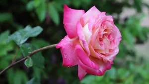 高清红玫瑰花图片_6