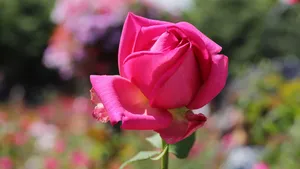 高清红玫瑰花图片_7