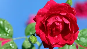 高清红玫瑰花图片_13