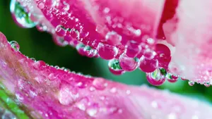 鲜花上的水滴露珠图片_2